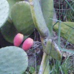 Kaktusfeigen auf Sardinien