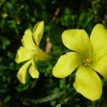 gelbe Blüten der Macchia auf Sardinien