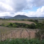 Weinreben Cannonau im Supramonte Sardiniens
